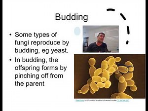 H#4 Reproduction In Fungi