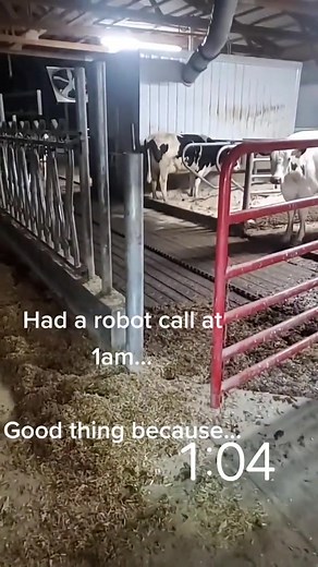 Get cows back in? 🚫 Make tiktok? ✅ | IowaDairyFarmer