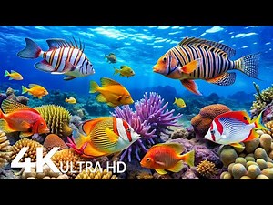 DREAM AQUARIUM 4K - Marine Life, Sea Animals and Coral Reef - Fish Tank Sounds for Deep Sleep #55