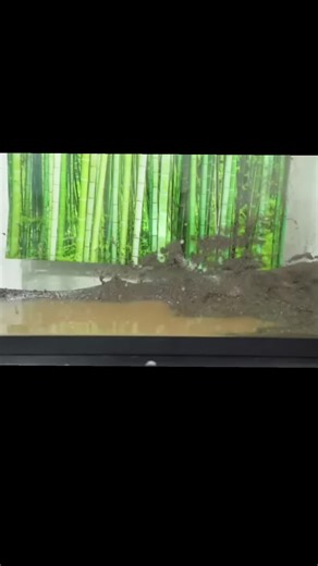 DIY Aquarium Ideas for Axolotl Care and Decor