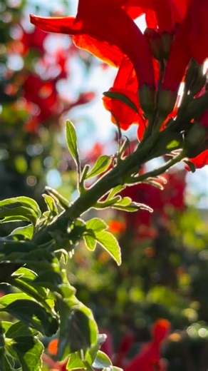 18 reactions · 3 comments | Beelicious | Kevin Hill | Facebook