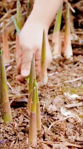 farmers harvest bamboo shoots in the garden #shorts