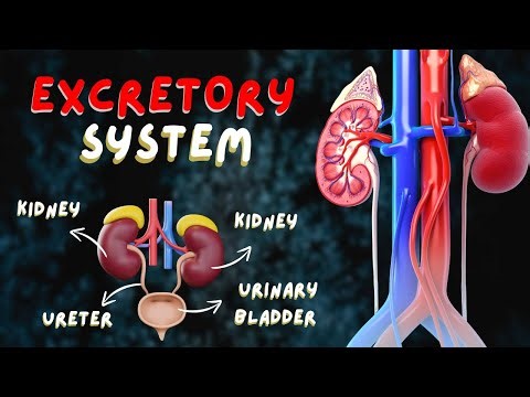 Human Excretory System - How it works | Urinary System in Hindi | 3D Animation