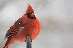 5 Ways to Attract Cardinals to a Bird Feeder - BIRD BITES