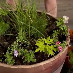 How to plant flowers or vegetables in a whiskey or wine barrel planter