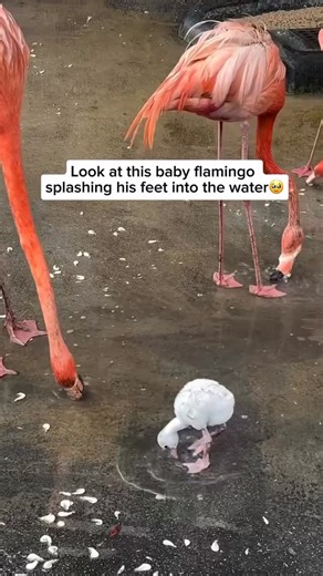 Animal on 🌍 on Instagram: "Baby flamingo known as chicks often kick and splash their feet in the water, both for fun and to build early swimming skills. This playful motion helps them grow comfortable in the water while strengthening their legs for the more advanced movements they’ll develop as they mature. The splashing also helps them stay cool and serves as a way for young flamingos to interact and bond with one another. Credit unknown Please DM us for credit"