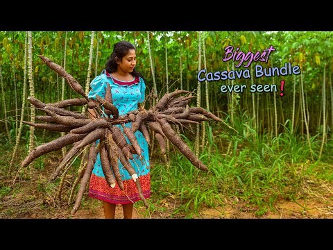 Biggest bundle of Cassava we've ever harvested! I made creamy curry & easy dessert | Traditional Me