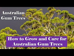 How to Grow and Care for Australian Gum Trees