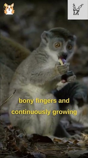 What Is An Aye Aye? Creepy But Cool! Curse of the Aye-Aye