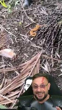 Seria uma Cobra peçonhenta no cacho de açaí? Suaçuboia, Corallus hortulana #biologohenrique #biologo