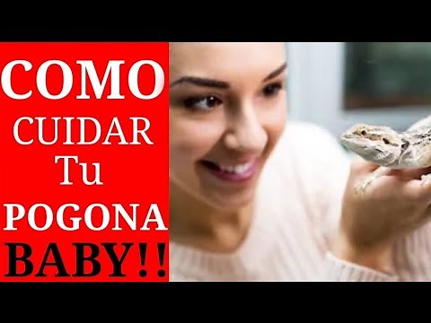 (COMPLETE GUIDE) HOW TO TAKE CARE OF YOUR POGONA BABY!!