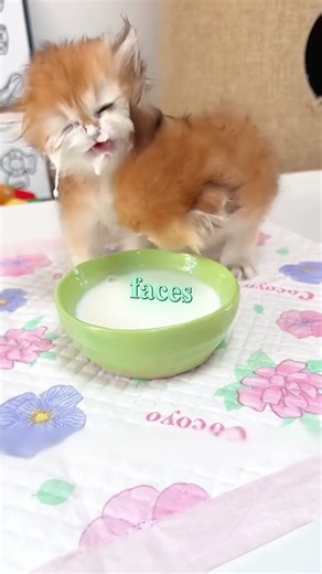 These Kittens Finally Learned How to Drink Milk 😹🥛