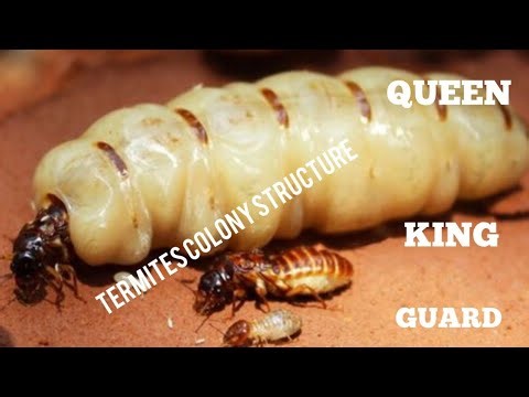 Termite's Queen lifespan, role and colony structure. (#Documentary)