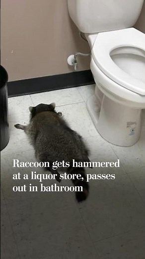 Raccoon gets hammered at liquor store, passes out in bathroom