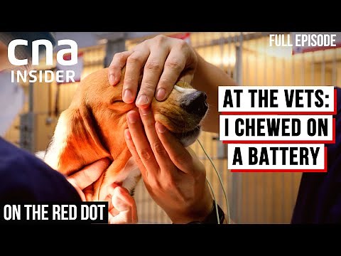 Life And Death At The Emergency Vet Clinic | On The Red Dot - At The Vets | Full Episode