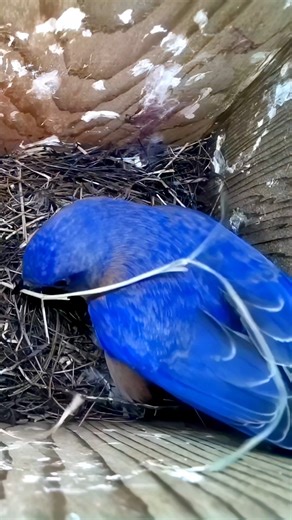 Bluebirds prepare for nesting. Is it too early yet? 🐦🪹🤔 #wildlife #birdwatching #nature #birdhouse #birds | Nest Box Live