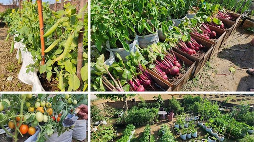 Why You Should Grow Vegetables in Containers – Benefits and How-To