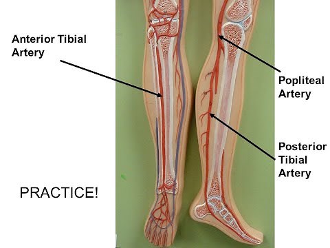 Anterior Tibial Artery ,course and its branches Anatomy tutorial