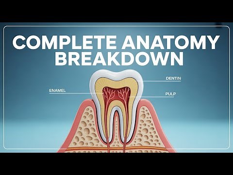 Complete 3D Tooth Anatomy: Every Layer Explained (Enamel, Dentin, Pulp)