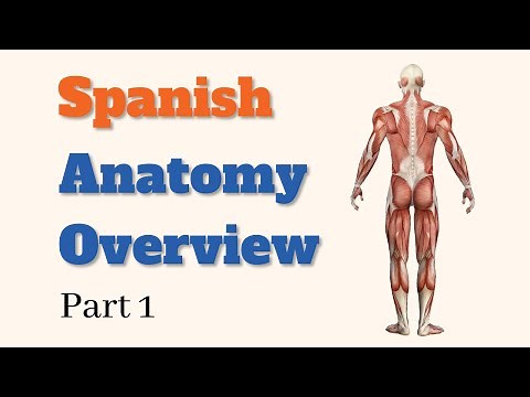 Spanish Anatomy Overview - Part 1 (trauma focus)