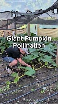 maybe she'll be 100lbs by the end of the month 🎃 #giantpumpkin #gardening #plants #asmr