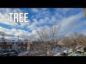 Tree Growing Time Lapse - 1 year
