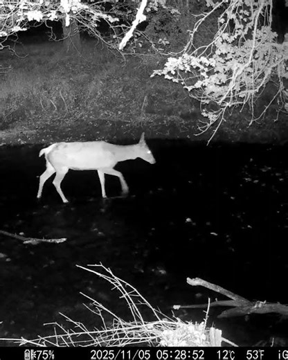 Fox Hunting Under Owl Calls, Boar in Brush & Doe With Fawn