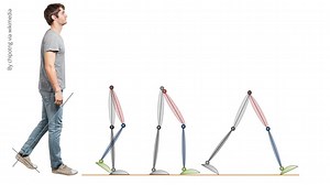 Muscles Used in the Gait Cycle: Anatomy & Activity Explained (With