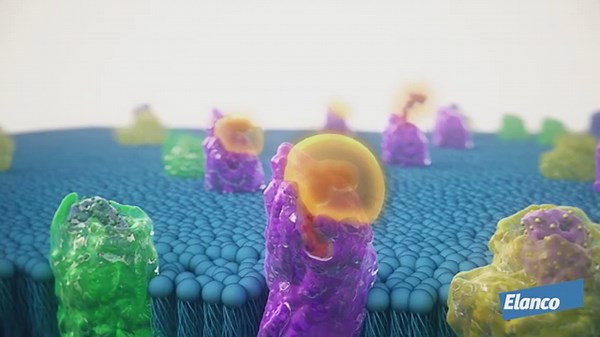 Galliprant® (grapiprant tablets) Mode of Action