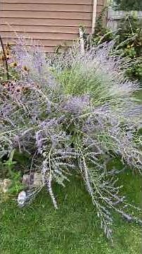 Russian Sage Shows Incredible Summer Growth After Pruning!