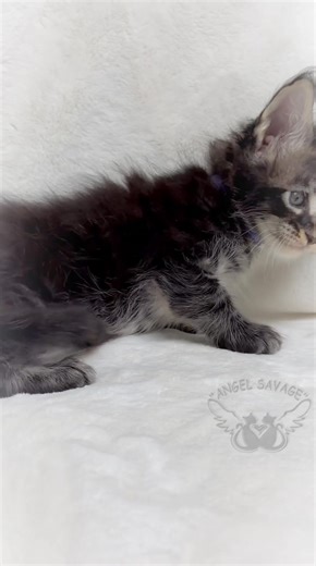 Our 1-month-old Maine Coon tabby girl is fluffy, fearless, and plotting world domination via cuteness. Fun fact: Maine Coons grow into impressively large cats — this tiny queen is destined to become a majestic, oversized beauty. | Angel Savage - maine coon