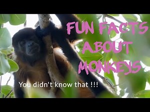 Fascinating Facts About Capuchin Monkeys
