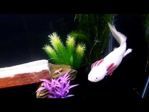 My axolotl swimming around