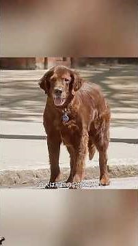 男性は犬に生まれ変わったが、前世の記憶を持ち続けていた #映画 #解說