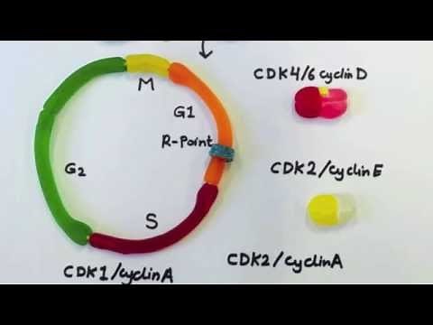 Regulation of cell cycle progress: The role of CDK/ Cyclin complexes