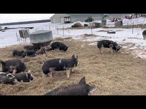 Pig Feeder Pens - what to know for raising at home