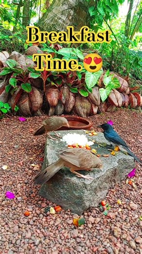 The Most Relaxing Backyard Birding Moment You'll See Today! 😍 #nature #asmr