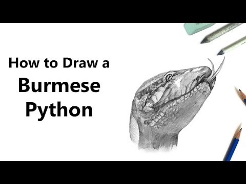 How to Draw a Burmese Python with Pencils [Time Lapse]