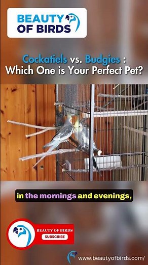 Cockatiels vs Budgies: Noise Levels Explained! 🐦🔊