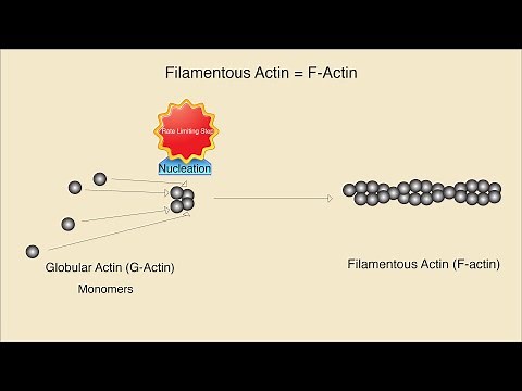 Microfilaments (Structure, Assembly, and Function)