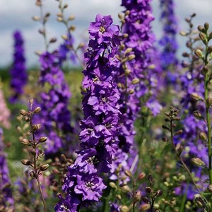 Rocket Larkspur Seeds Lilac Spire, Delphinium | American Meadows