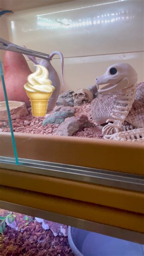 20K views · 87 reactions | My rattlesnake using his Halloween decor for cover while he strikes this week’s meal. Thanks for watching! Follow for daily reptiles. ✌️ #fblifestyletyle #snake #halloween #spookyseason #reptiles #venom #viper #viral | Herpin Hippie | Facebook