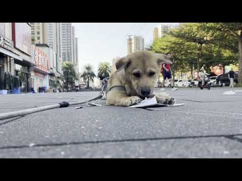 The dog is biting the cardboard box.