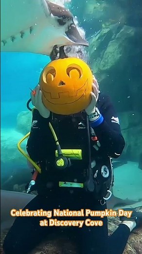 Celebrating National Pumpkin Day at SeaWorld’s Discovery Cove