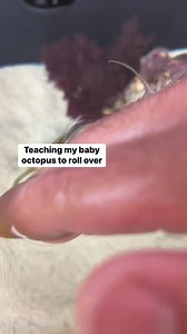 240K views · 5.5K reactions | Baby octopuses are hard to train and even trickier to keep as pets. #octopus #petoctopus #babyoctopus #thereefdoc | The Reef Doc | Facebook