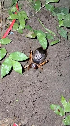 Cricket sound (Insect ) | Chirping Cricket | Jili In Assam