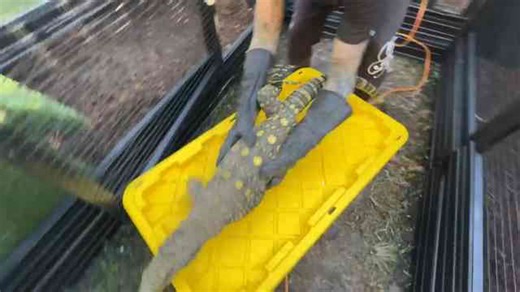 How a new croc monitor became the largest reptile in this entire collection