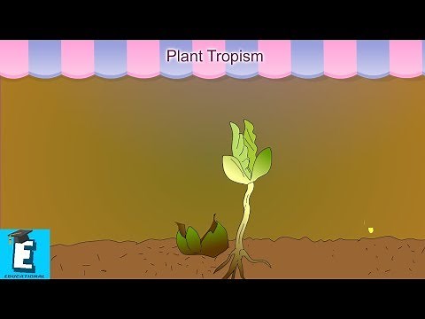 Plant Tropism Learn for Children and Kids | EDUKID Learning