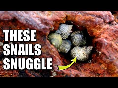 Periwinkle Facts: the WINKLE SNAIL 🐌 Animal Fact Files