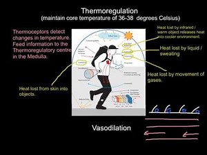 Thermoregulation